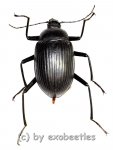 Tenebrionidae spec. #8  ( 15 – 19 ) 