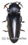 Tetralobus perroti  ( 50 - 54 ) 