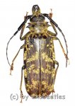 Tithoes macullatus maculatus  ( 60 – 64 ) 