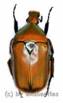 Torynorrhina scutellata  ( 25 – 34 ) 