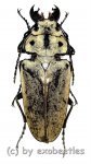 Trictenotoma mouhoti  ( 40 – 44 ) 