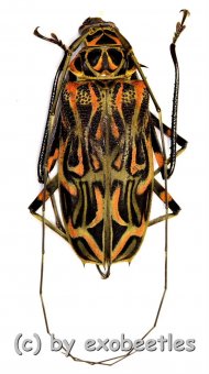 Acrocinus longimanus  ( 60 – 64 )  A1- 