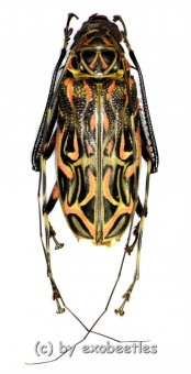 Acrocinus longimanus  ( 60 – 64 ) 