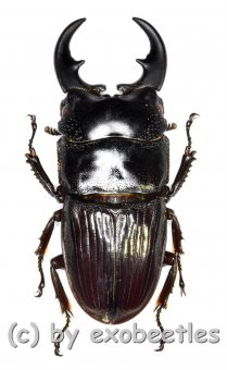 Aegus philippinensis banggaiensis  ( 30 – 34 ) 