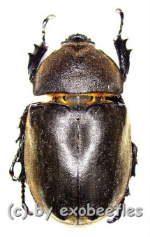 Allomyrina dichotomus septentrionalis  ( 40 - 49 ) 