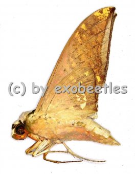 Ambulyx canescens  A2 