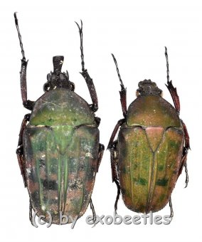 Aphanochroa pseudincoides  ( 20 – 24 ) 