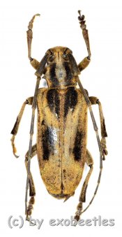 Blepephaeus succinctor succinctor  ( 25 - 29 ) 