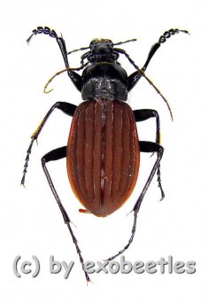 Carabus ( Aulonocarabus ) canaliculatus jankowskiellus  ( 25 - 29 ) 