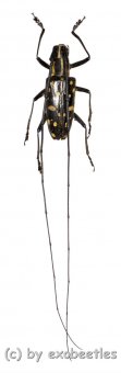 Cerambycidae spec. #54  ( 25 - 29 ) 