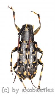 Cerambycidae spec. #60  ( 15 - 19 )  A2 