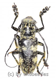 Cerambycidae spec. #62  ( 20 - 24 ) 