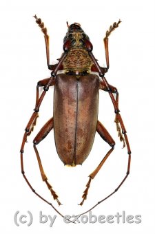 Cerambycidae spec. #78  ( 35 - 39 ) 