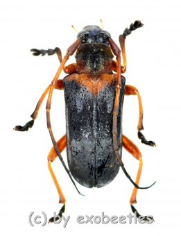 Cerambycidae spec. #80  ( 15 - 19 ) 