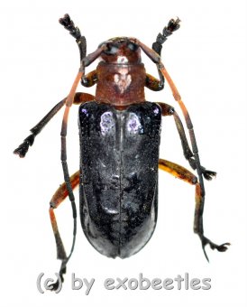 Cerambycidae spec. #81  ( 15 - 19 )  A2 