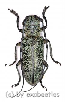 Cerambycidae spec. #82  ( 25 - 29 ) 