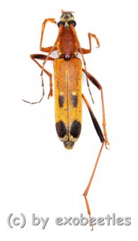 Cerambycidae spec. #85  ( 10 – 14 )  A2 