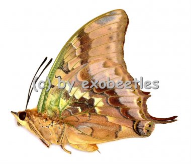 Charaxes candiope 