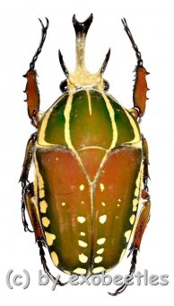 Chelorrhina polyphemus confluens  ( 55 – 59 ) 