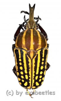 Chelorrhina savagei ( braune var. )  ( 60 – 64 ) 