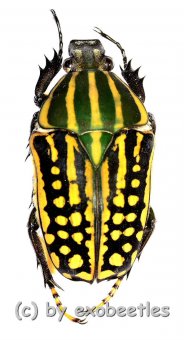 Chelorrhina savagei  ( 40 – 44 ) 