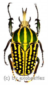 Chelorrhina savagei  ( 55 – 59 )  A1- 