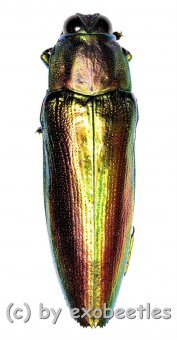 Chrysaspis aurata  ( 20 – 24 ) 