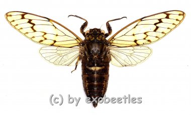 Cicada spec. #9 ( Spread ) A2 