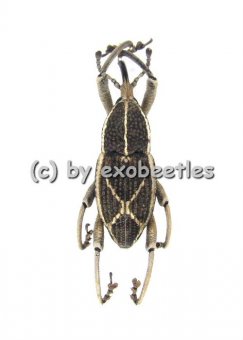 Curculionidae spec. #6 