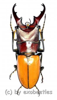 Cyclommatus bicolor ( telodonte )  ( 35 – 39 ) 