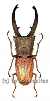 Cyclommatus canaliculatus canaliculatus  ( 35 – 39 ) 