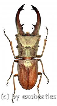Cyclommatus canaliculatus consanguineus  ( 35 – 39 ) 