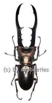 Cyclommatus metallifer finae  ( 65 – 69 ) 