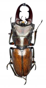 Cyclommatus pahangensis ssp.  ( 35 – 39 ) 