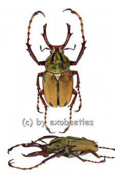 Dicranocephalus wallichii bowringi  ( 25 - 29 ) 