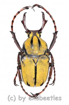 Dicranocephalus wallichii  ( 25 - 39 )  A2 