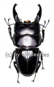 Dorcus ( Brontodorcus ) alcides ( long Horn )  ( 70 – 74 ) 
