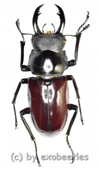 Dorcus ( Hemisodorcus ) arrowi lieni  ( 45 – 49 ) 