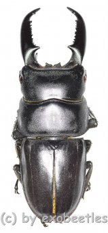 Dorcus titanus westermanni  ( 70 – 74 ) 