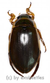 Dytiscus marginalis  ( 25 – 34 ) 