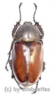 Euchirus longimanus longimanus  ( 60 – 64 ) 