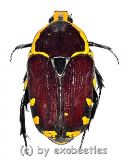 Euchroea oberthuri  ( 25 – 29 )  A1- 