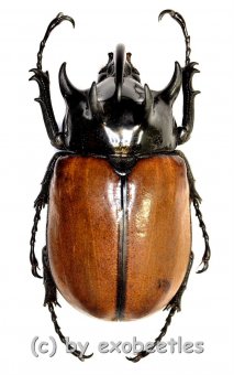 Eupatorus gracilicornis prandii  ( 60 – 64 )  A1- 