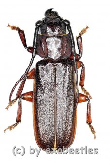 Eurypoda antennata antennata  ( 25 – 29 ) 