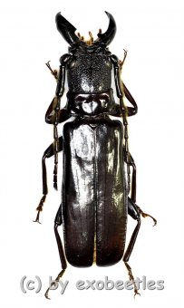 Eurypoda nigrita  ( 40 – 44 ) 