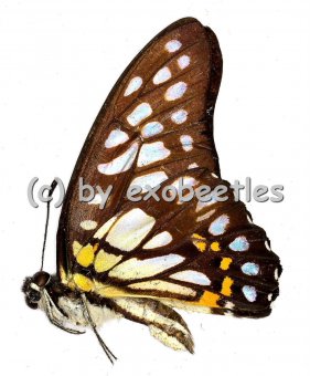 Graphium chironides  A1/A- 