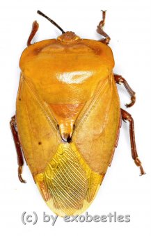 Hemiptera spec. #19  ( 25 - 34 )  ( 7pcs ) 
