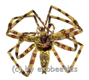 Heteropoda boiei ( Huntsman Spider 