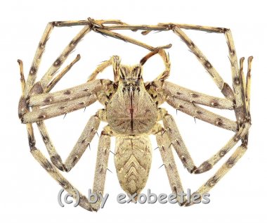 Heteropoda spec. ( Huntsman Spider ) 