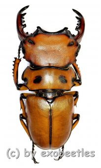 Homoderus mellyi  ( 40 – 44 )  A2 